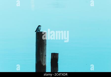 Picture of a sunrise with birds in Isla de Flores, Petén, Guatemala. Stock Photo