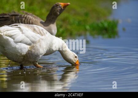 Two geese on the shore river in the springtime. Farm animals in water Stock Photo