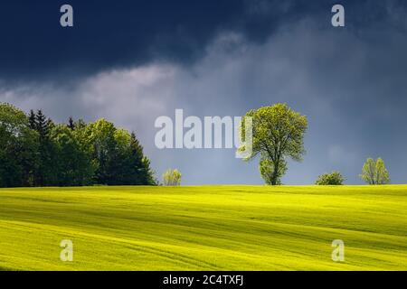 Beautiful landscape with illuminated sunlight tree before the storm Stock Photo