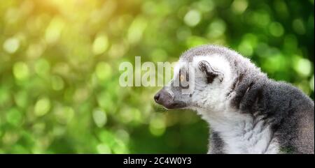 Horizontal banner with cute Lemur Catta. Close-up portrait of Ringtailed lemur on sunny blurred green background. Copy space for text Stock Photo