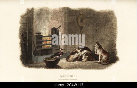 Tame peewit relaxing by the fire with pet cat and dog in a house in winter. After an anecdote sent by the Reverend J. Carlyle to wood-engraver and naturalist Thomas Bewick. Handcoloured copperplate engraving from Reverend Thomas Smith’s The Naturalist’s Cabinet, or Interesting Sketches of Animal History, Albion Press, James Cundee, London, 1806. Smith, fl. 1803-1818, was a writer and editor of books on natural history, religion, philosophy, ancient history and astronomy. Stock Photo