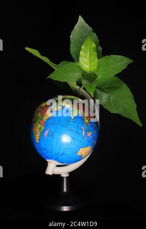 Green Earth on Leaves Isolated on black. Earth globe with green leaves isolated on a black background. School globe on black background. Stock Photo