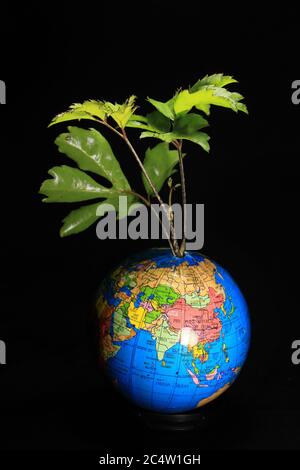 Green Earth on Leaves Isolated on black. Earth globe with green leaves isolated on a black background. School globe on black background. Stock Photo