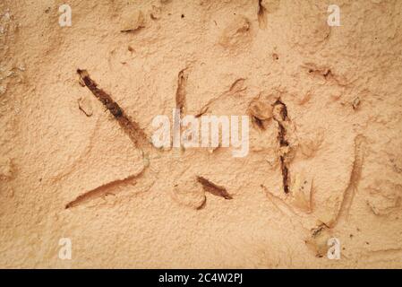 Bird footprints on the ground soil / Bird tracks on mud