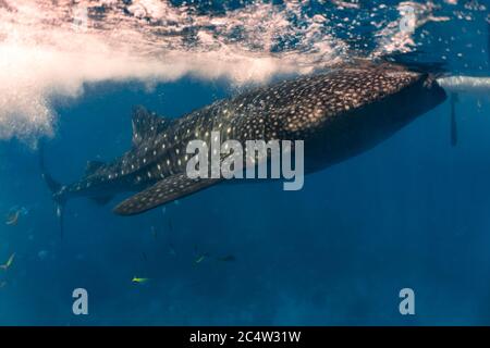 Massive whaleshark swimming gracefully in the surface.