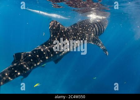 Massive whaleshark swimming gracefully in the surface. Stock Photo