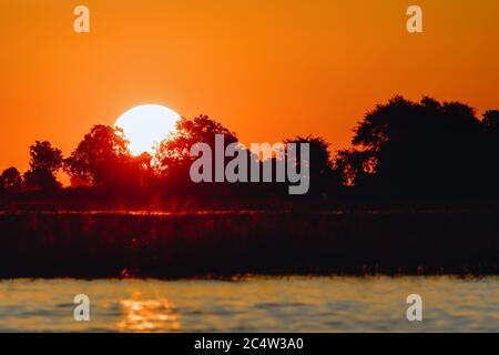 sunset over acacia tree on Chobe river, african landscape, Botswana, Africa wilderness Stock Photo