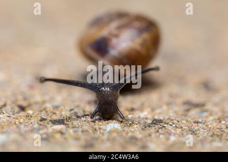 Close up Macro of small garden snail, Helix aspersa garden, european wildlife, Czech Republic Stock Photo