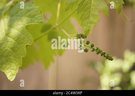 Young vine growing on a branch in the garden. Stock Photo