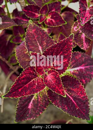 Top view of a red and green leaf painted nettle plant Stock Photo