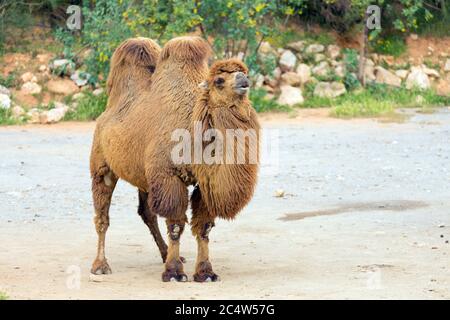 Bactrian camel (Camelus bactrianus) Stock Photo