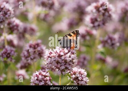 A small tortoiseshell butterfly Aglais urticae feeds on wild flower, Hampshire, England. Stock Photo