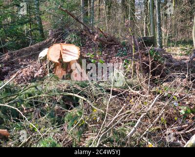 Tree trunks of sawn-off tree in the forest surrounded with branches, branches, twigs of conifers. Stock Photo