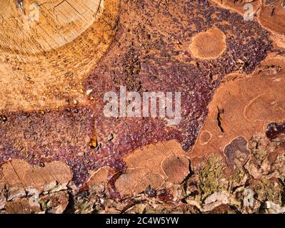 Close-up view of flowing resin and resin drops, partly fresh and dried on a felled tree with a view of the cut and tree bark. Stock Photo