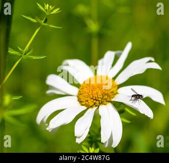 fly on a leaf of the buttercup, as macrophoto Stock Photo