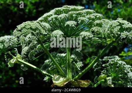 Giant hogweed in bloom Stock Photo