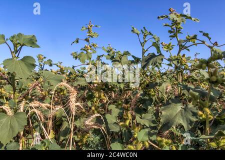 Thickets of Rough cocklebur with prickly fruits and ears of ripe wheat close-up Stock Photo