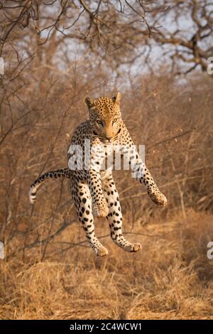 Leopard jumping off a tree in golden afternoon light in Kruger Park South Africa Stock Photo
