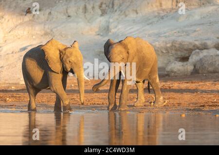 Two young elephants standing at the water's edge in Chobe River in golden afternoon light Botswana Stock Photo