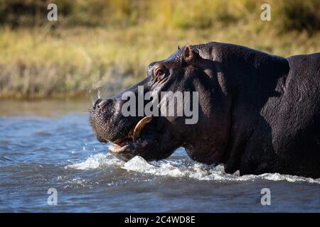 One hippo half body close up portrait in water in Chobe River Botswana