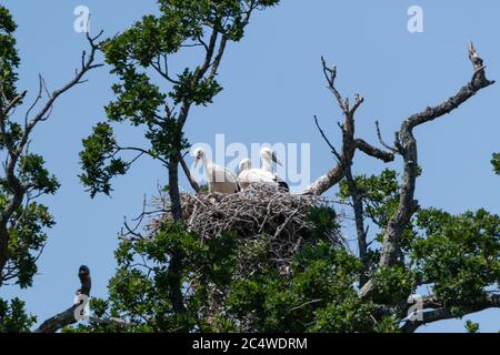 Young white stork babies in large nest in ancient oak tree Stock Photo