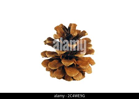 Close-up of a black pine cone on a white background. Stock Photo