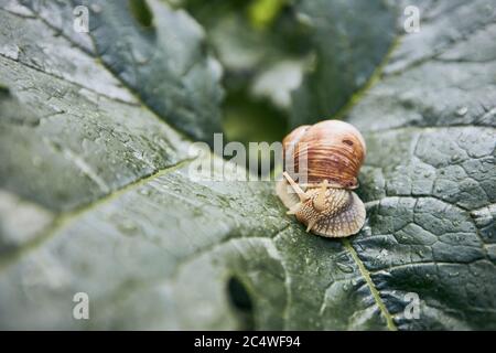 Close-up of crawling snail on leaf in garden. Stock Photo