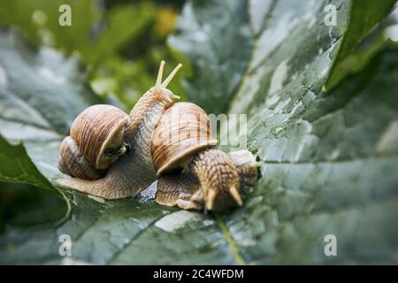 Close-up of two crawling snails on leaf in garden. Stock Photo