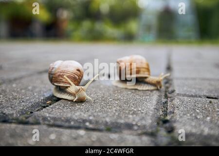 Close-up of two crawling snails on pavement in garden. Stock Photo