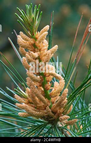 Macedonian Pine (Pinus peuce), male pine cone Stock Photo
