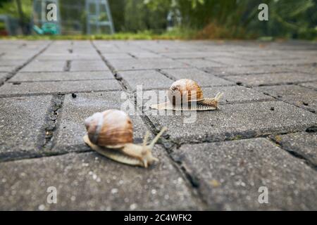 Close-up of two crawling snails on pavement in garden. Stock Photo