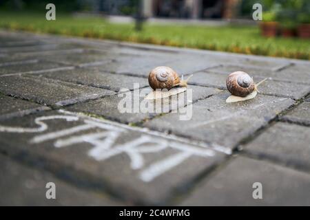 Close-up of racing snails behind start line. Themes competition, winning and funny animals. Stock Photo