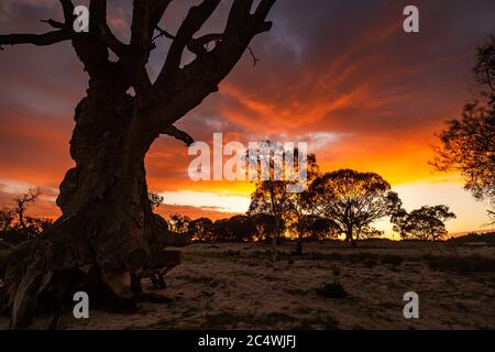 Sunrise over Lake Bonney with the iconic river red gums located in Barmera South Australia Stock Photo