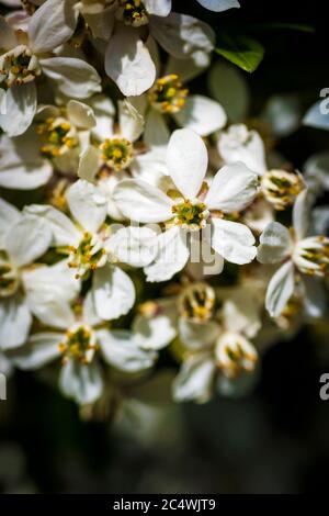 A close up of the flower of a Mexican Orange Blossom Plant. Choisya ternata. Stock Photo