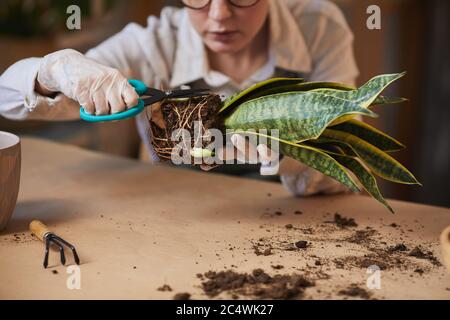 Close up of young woman caring for dracaena snake plant while enjoying home gardening indoors, copy space Stock Photo