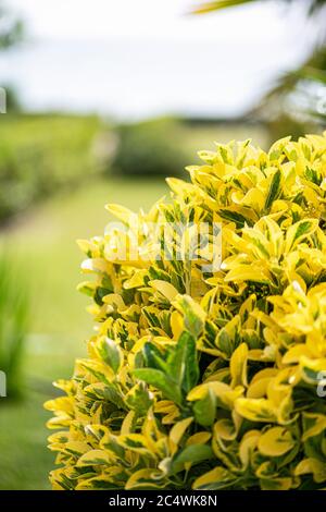 An evergreen densely planted shrub with large leathery oval shaped dark green and broadly edged bright in a garden Stock Photo