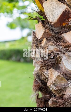 Palm tree trunk close up photo, summertime Stock Photo