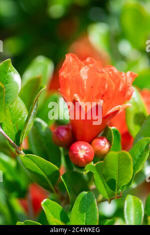 Pomegranate flower on pomegranate shrub in Chalkidiki Greece in June Stock Photo