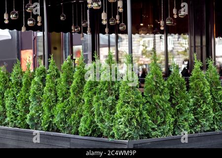 Evergreen thuja plant in dark flowerpots decor summer terrace cafes with lots of light bulbs and trimmed window behind the plants. Stock Photo