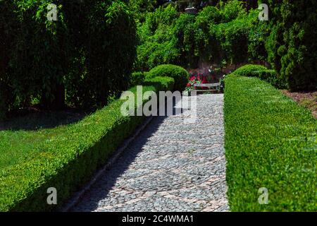 green hedge from the bushes sidewalk pedestrian zone, a green area in the garden with a stone pavement from the paving stones. Stock Photo
