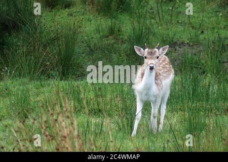 Fallow deer (Dama dama) among reed, young stag, Scotland Stock Photo
