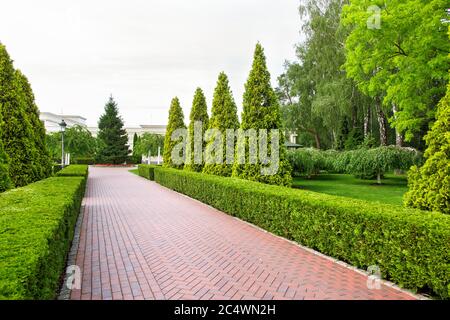 Pedestrian pavement of tiles with trimmed deciduous bushes and evergreen thuja in the form of a pyramid, a park with green plants and trees, nobody. Stock Photo