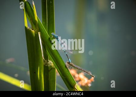 Common Blue Damselflies, hovering around reeds in a lake in the UK Stock Photo