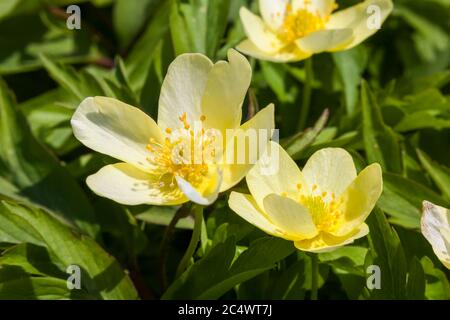 Anemone x Lipsiensis a yellow spring flowering plant Stock Photo