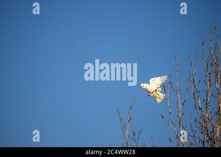 Australian little short billed Corella (Cacatua sanguinea) parrot in a tree with wings out, clear blue sky in back ground and room for copy Stock Photo
