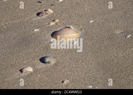 Collection of sea shells on damp sand at the beach, in closeup. Stock Photo