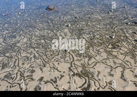 Looking down at trails, in wet sand, created by sea snails on a rock platform by the seashore. Stock Photo