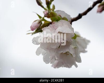 Japanese cherry blossoms, sakura, bloom while covered in snow in a small park near Yokohama, Japan during a rare spring winter storm. Stock Photo
