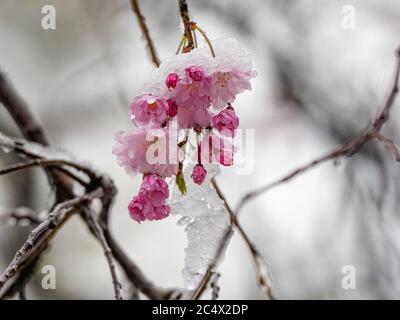 Japanese cherry blossoms, sakura, bloom while covered in snow in a small park near Yokohama, Japan during a rare spring winter storm. Stock Photo