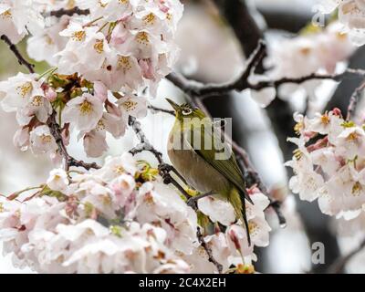 A Japanese white-eye, also called a warbling white-eye or mountain white-eye, Zosterops japonicus, perches in snow covered sakura cherry blossoms duri Stock Photo